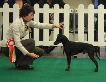 The National Terrier CH Show - CH Telanors Hellova Treat for Sipowitz